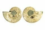 Cut & Polished, Agatized Ammonite Fossil - Madagascar #267884-1